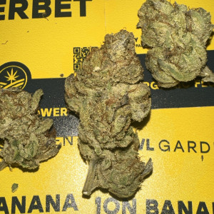 Lemon Banana Sherbet By Fish Bowl Gardens